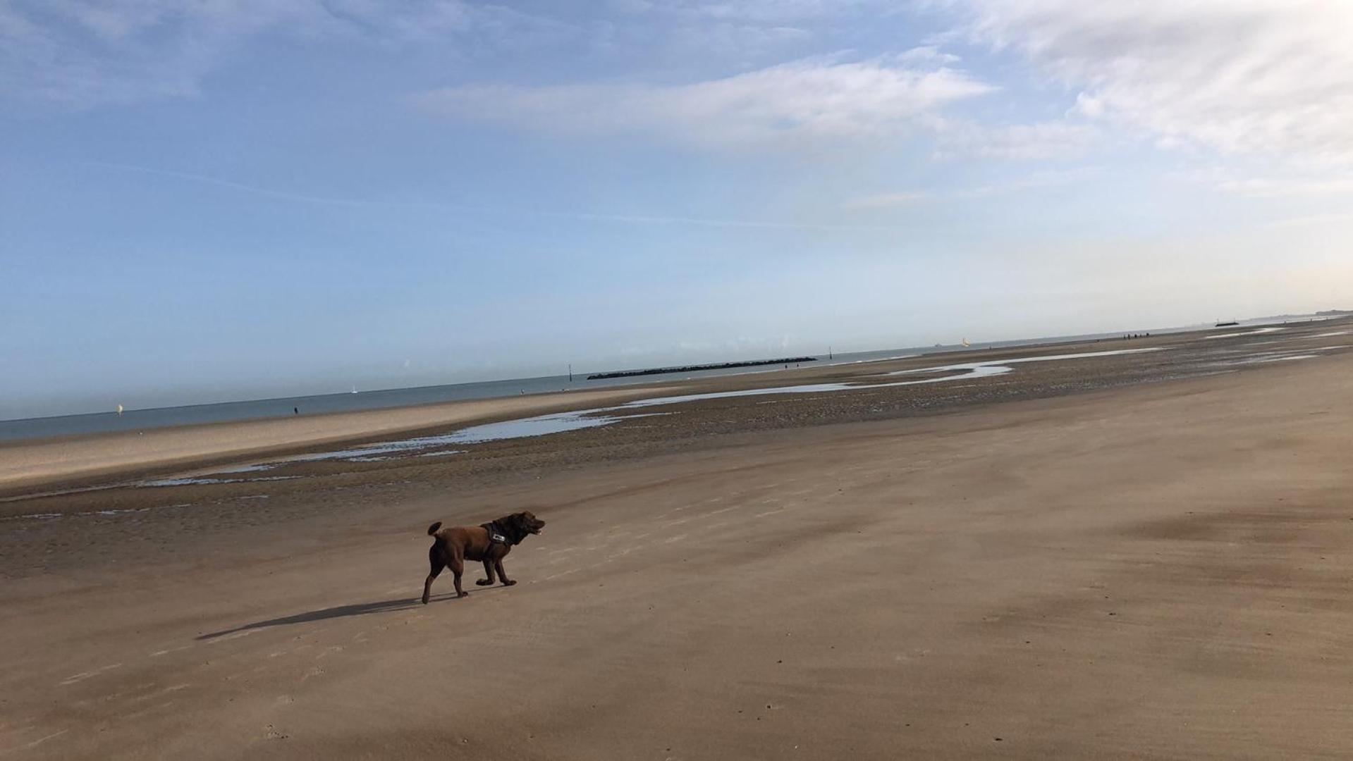 Appartement Sur La Plage De Malo Les Bains Vue Mer ダンケルク エクステリア 写真