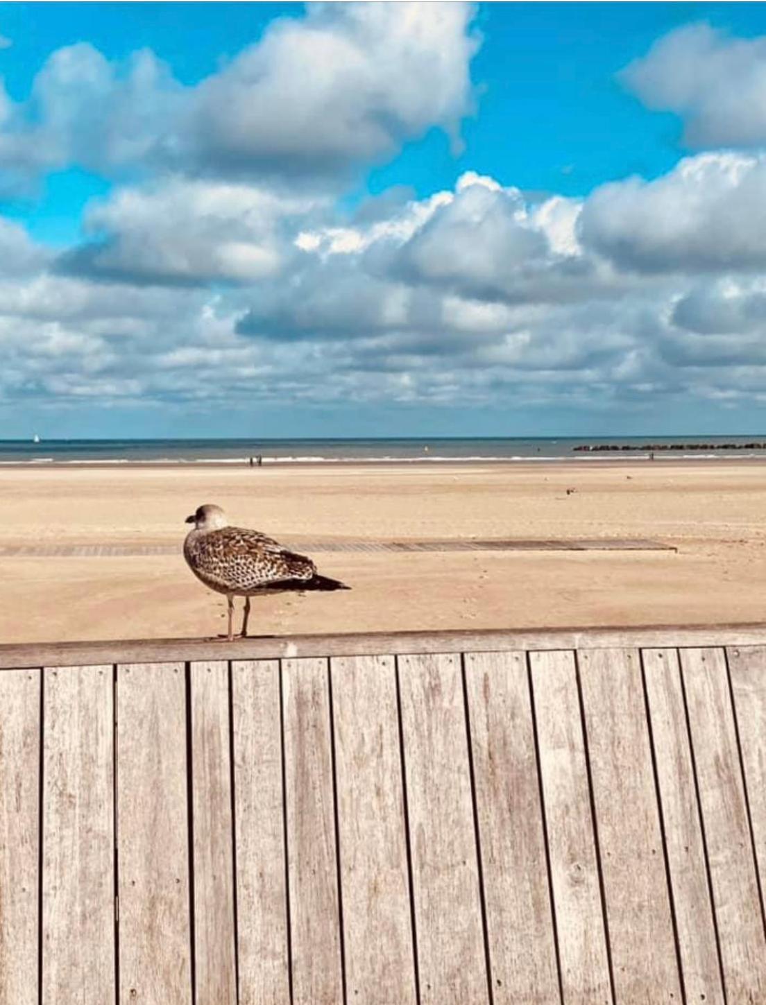 Appartement Sur La Plage De Malo Les Bains Vue Mer ダンケルク エクステリア 写真